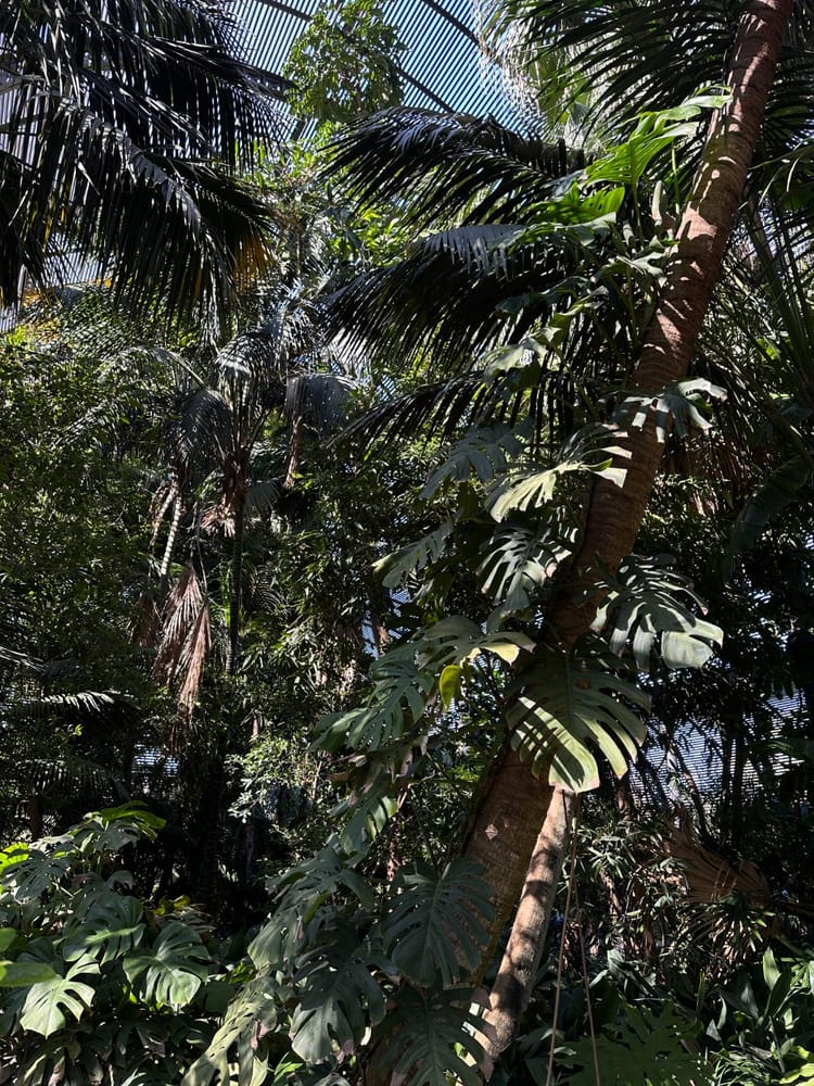 palms & monstera